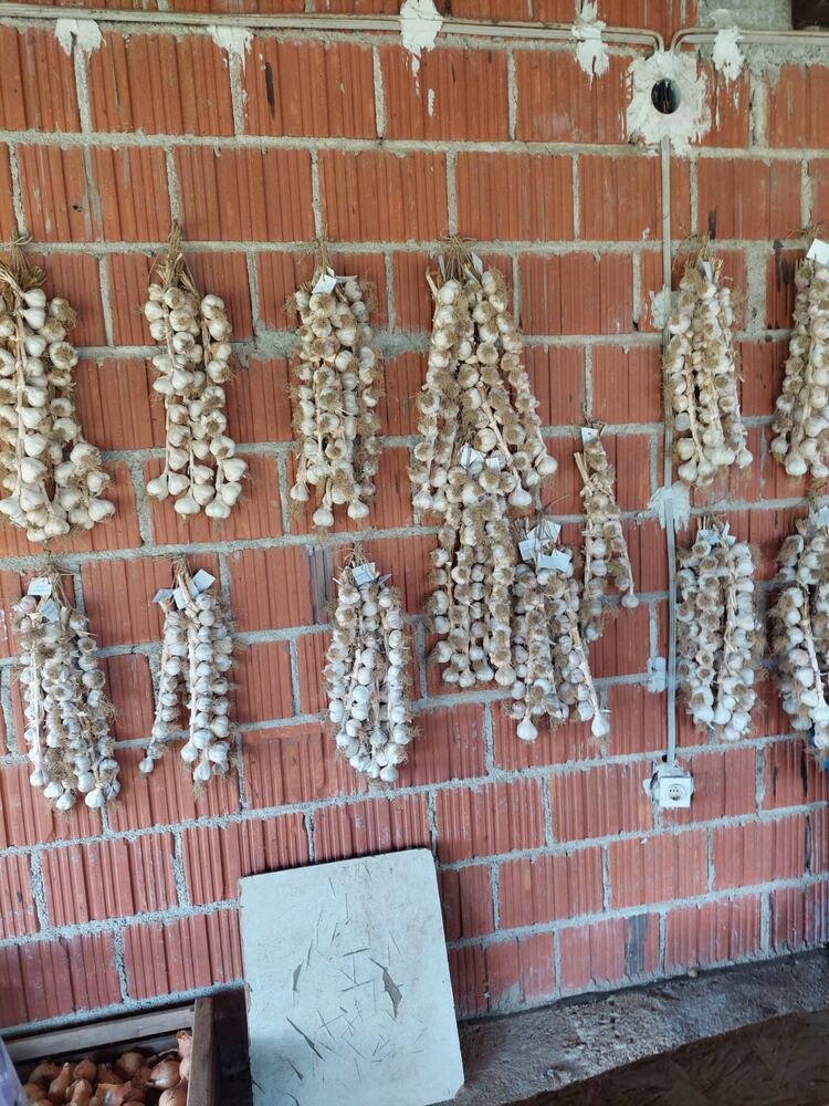 Pletenice češnjaka na zidu